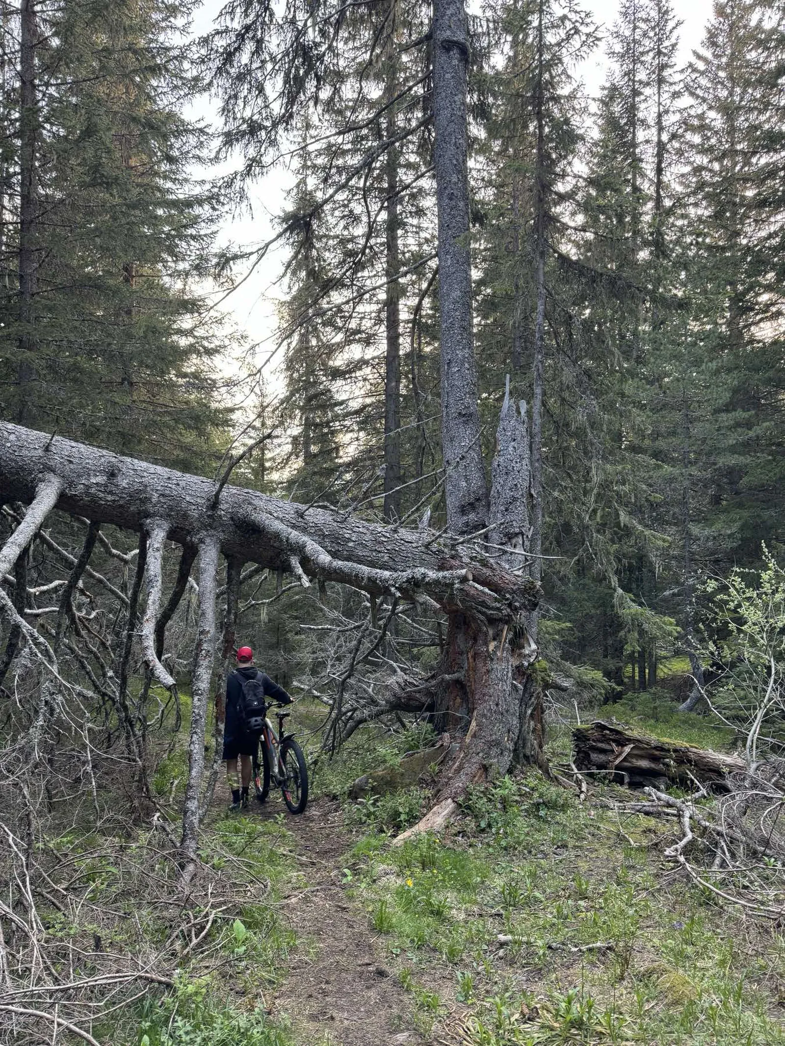 Създадено от мечта — 1