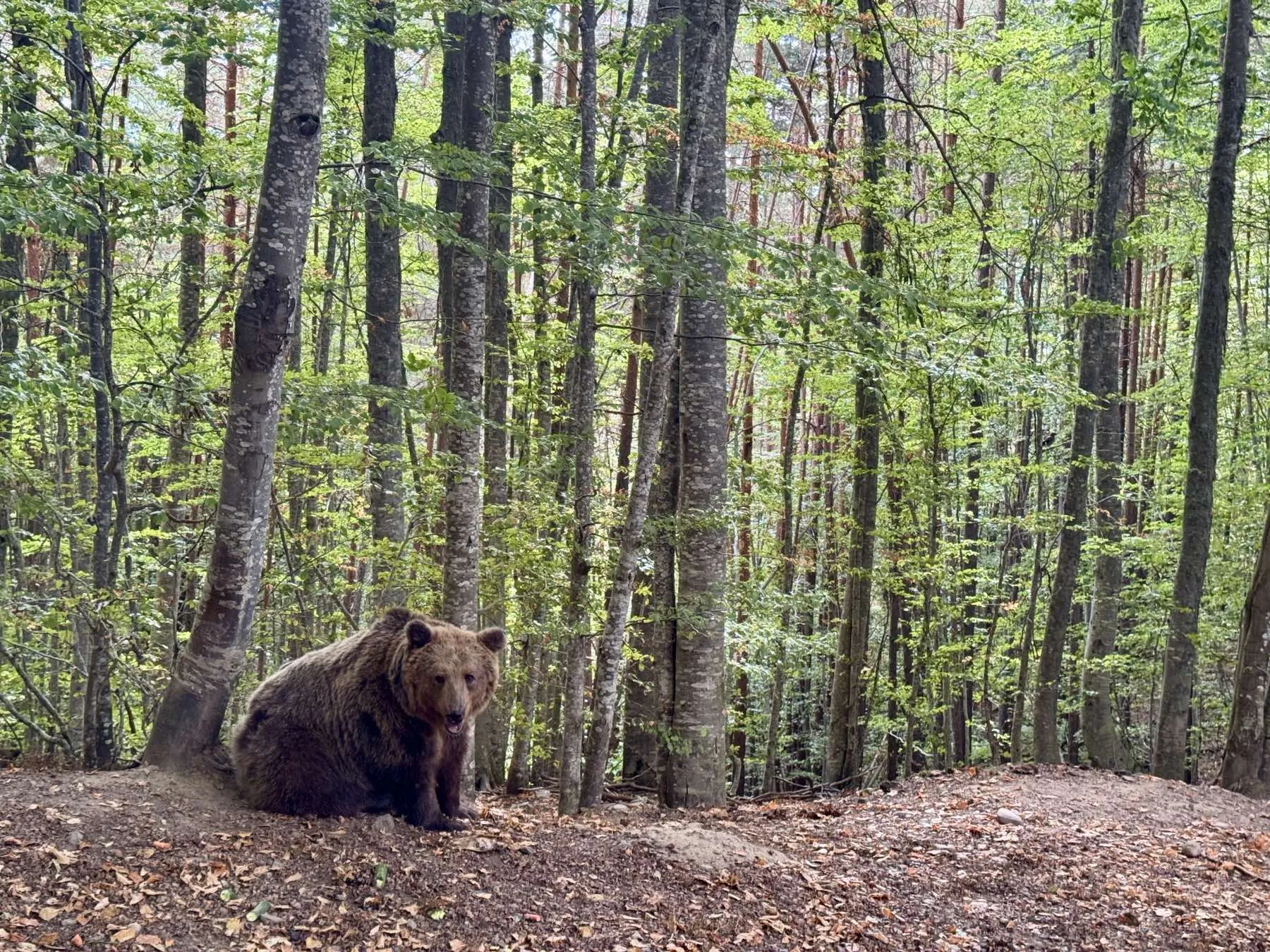Атракции наблизо — 4
